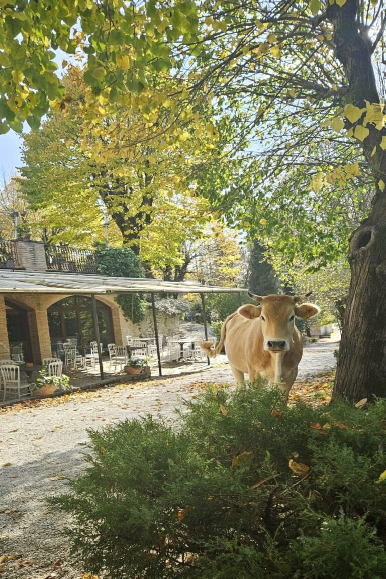 Ristorante Pizzeria green pristine nature gubbio umbria natura